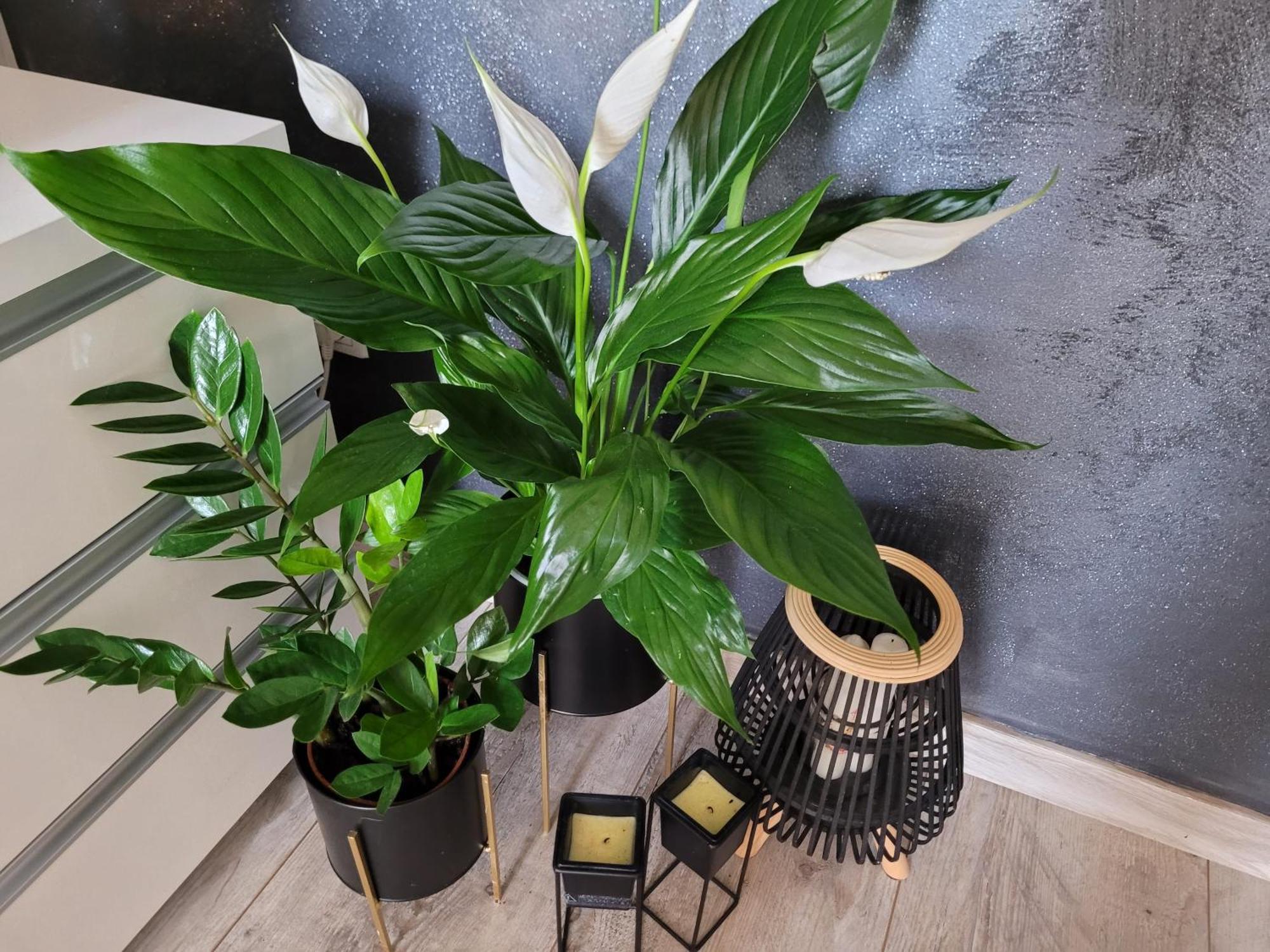 Apartament Lilla Jelenia Góra Kültér fotó